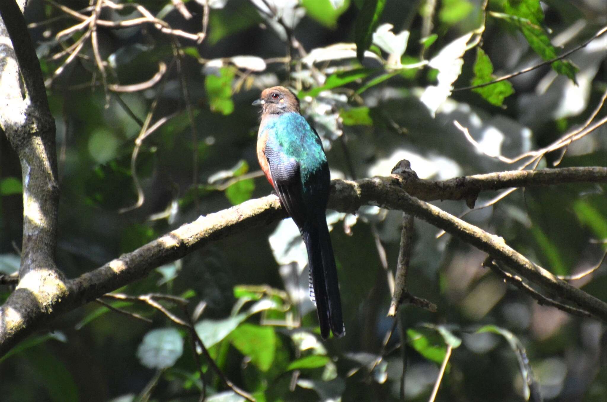 Image of Bar-tailed Trogon