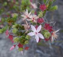 Image of Calytrix tetragona Labill.