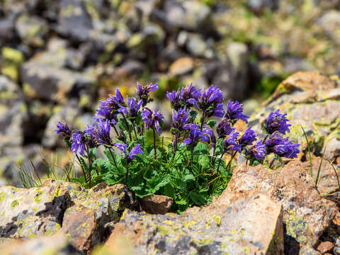 Image of Dracocephalum imberbe Bunge