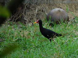 Image of Jacana jacana hypomelaena (Gray & GR 1846)