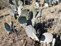 صورة Opuntia basilaris var. basilaris