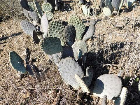 صورة Opuntia basilaris var. basilaris