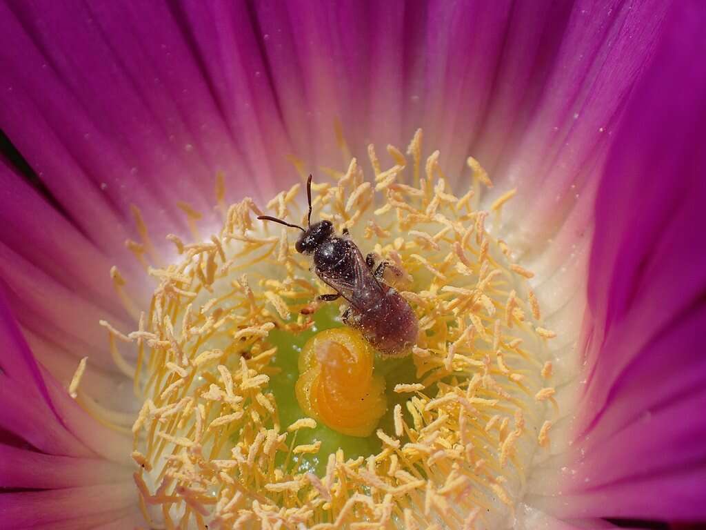 Image of Lasioglossum erythrurum (Cockerell 1914)