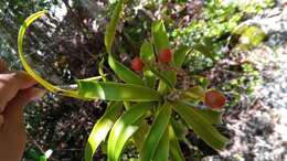 Image of Dracaena reflexa var. condensata H. Perrier