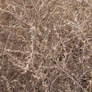 Image of Salsola tragus L.