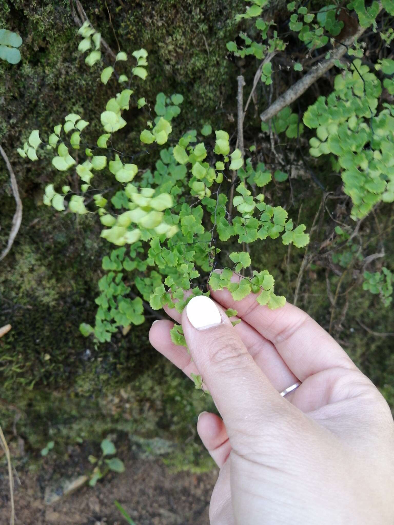 Image of Adiantum chilense Kaulf.