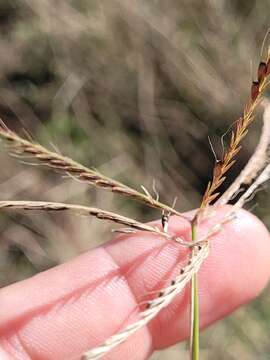 صورة Chloris ventricosa R. Br.