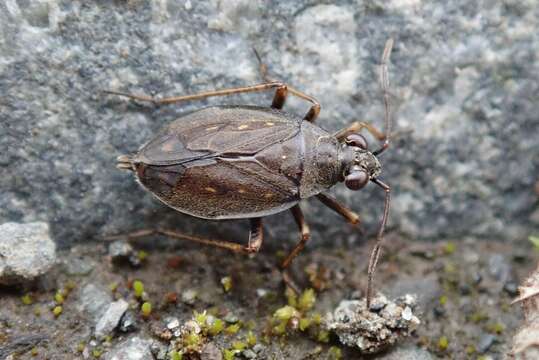 Image of Salda littoralis (Linnaeus 1758)