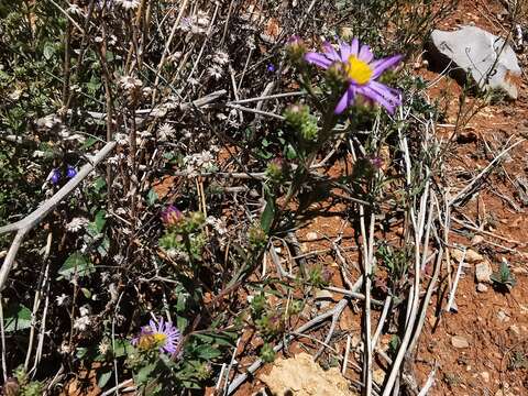 Image de Symphyotrichum carnerosanum (S. Wats.) G. L. Nesom