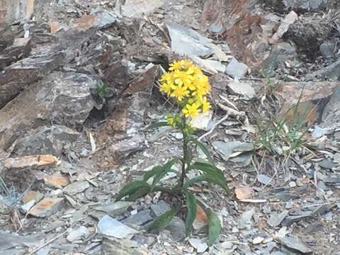 Image of Solidago decurrens Lour.