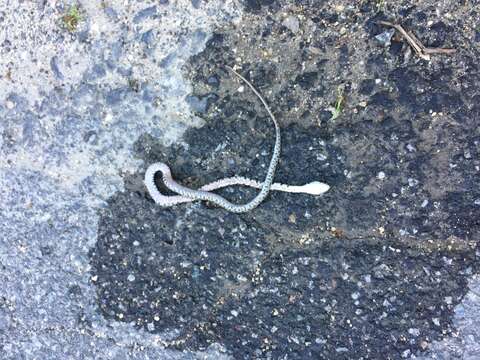 Image of Horseshoe Whip Snake