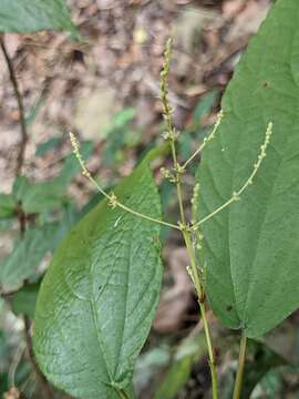 Image of Boehmeria zollingeriana Wedd.