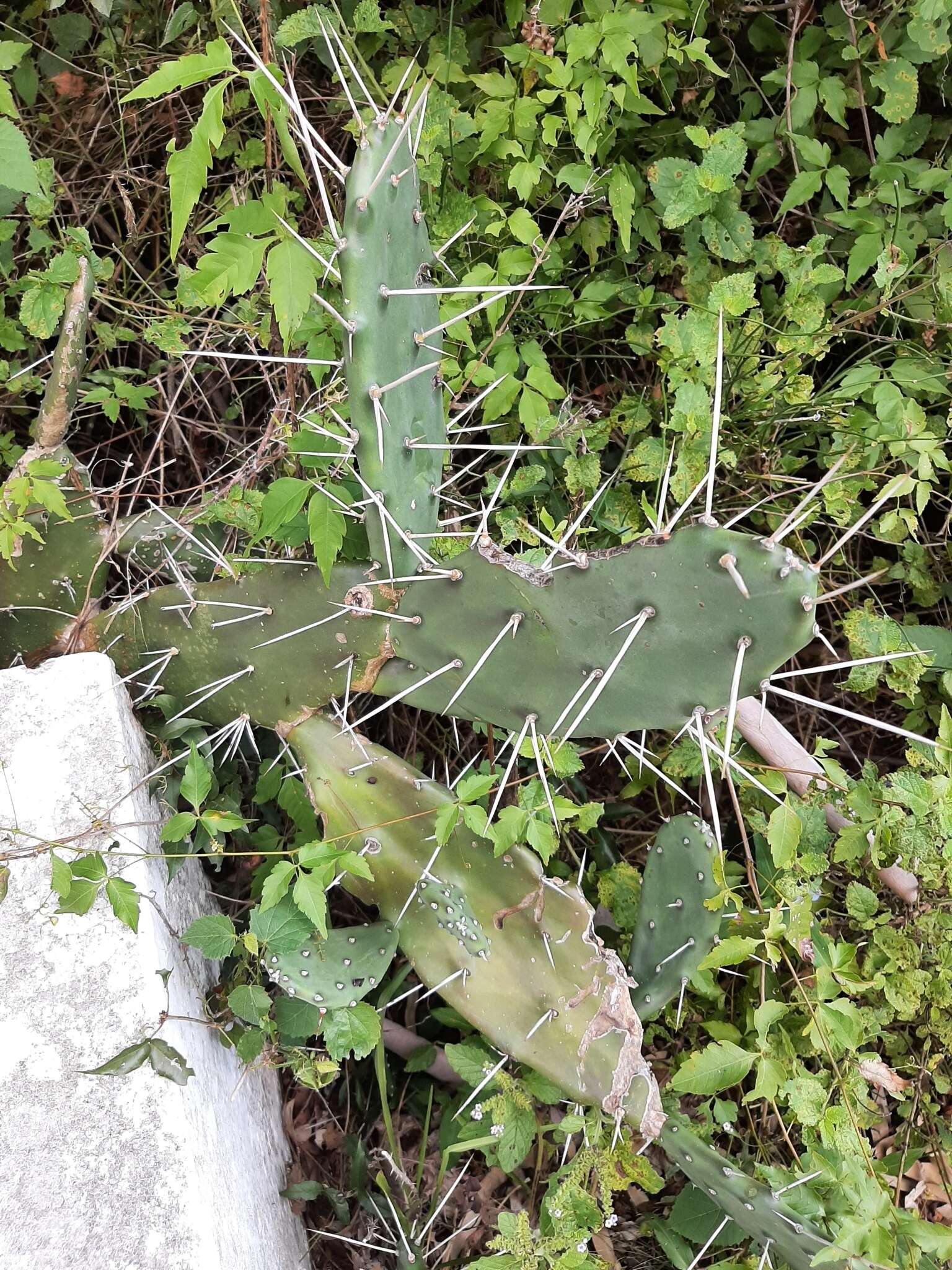 Image of Opuntia elata Salm-Dyck