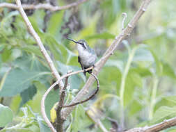 Image of Green-tailed Emerald