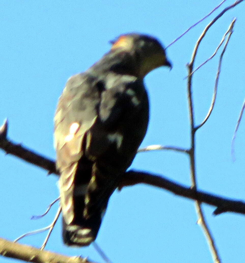 Image of African Cuckoo-Falcon