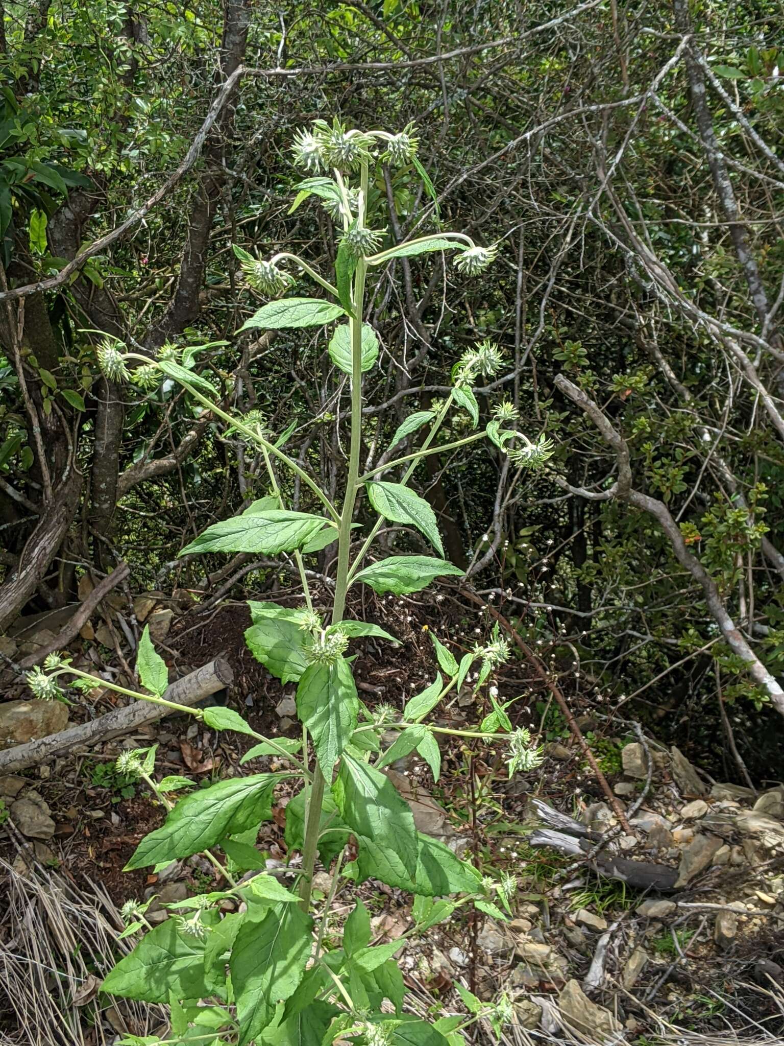 Image of Jurinea deltoidea