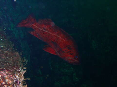 Image of Vermilion rockfish