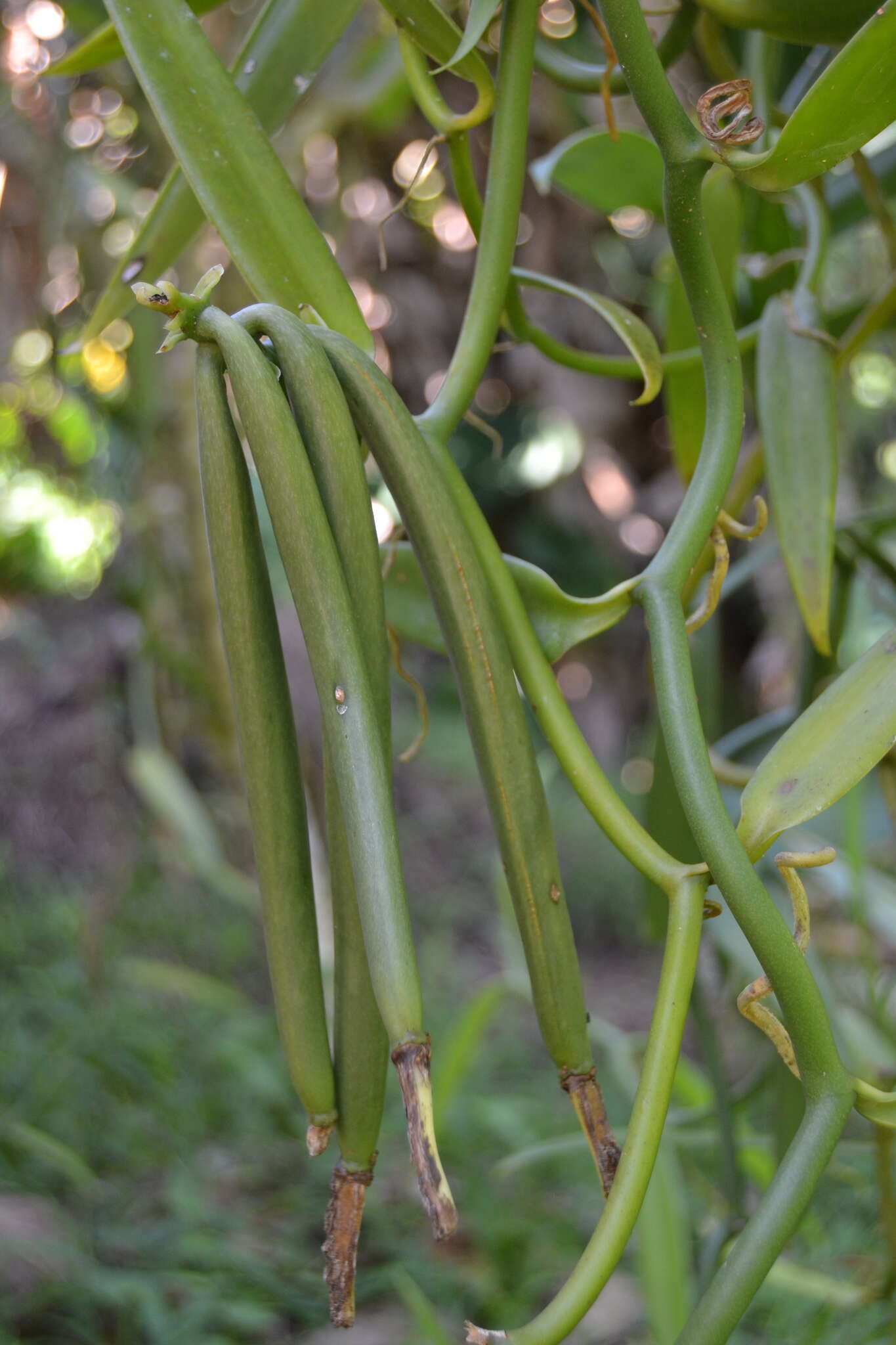 Sivun Vanilla tahitensis J. W. Moore kuva