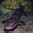 Image of Spotted-belly catshark