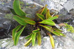 Plancia ëd Protea pruinosa J. P. Rourke