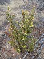 Image of African coca tree