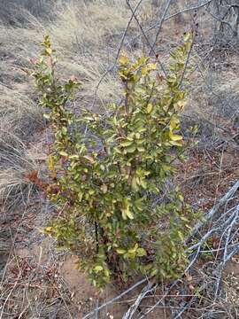 Image of African coca tree