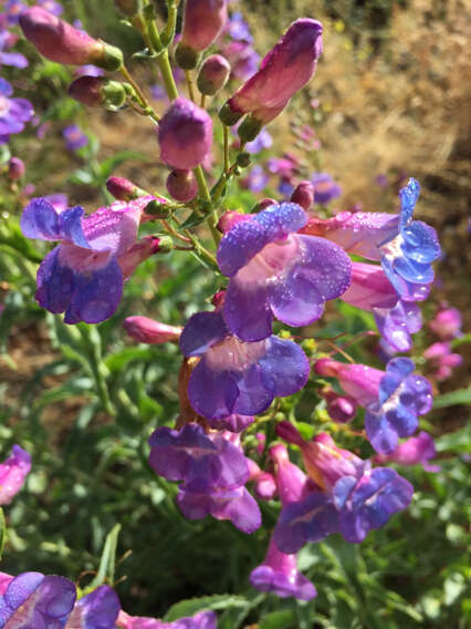 Слика од Penstemon spectabilis Thurb. ex Torr. & Gray