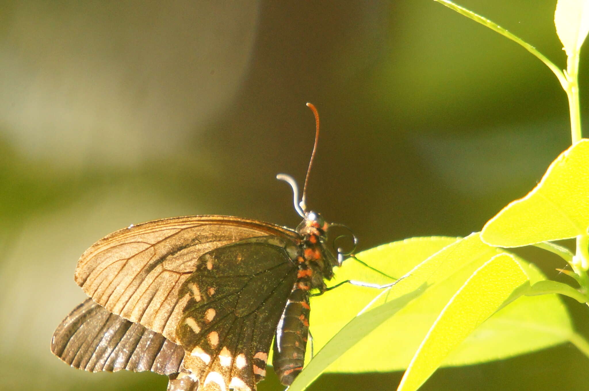 Image of Parides photinus (Doubleday 1844)