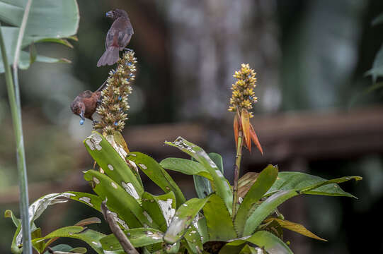 Image of Aechmea mertensii (G. Mey.) Schult. & Schult. fil.