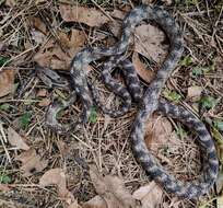 Image of Forsten's Cat Snake
