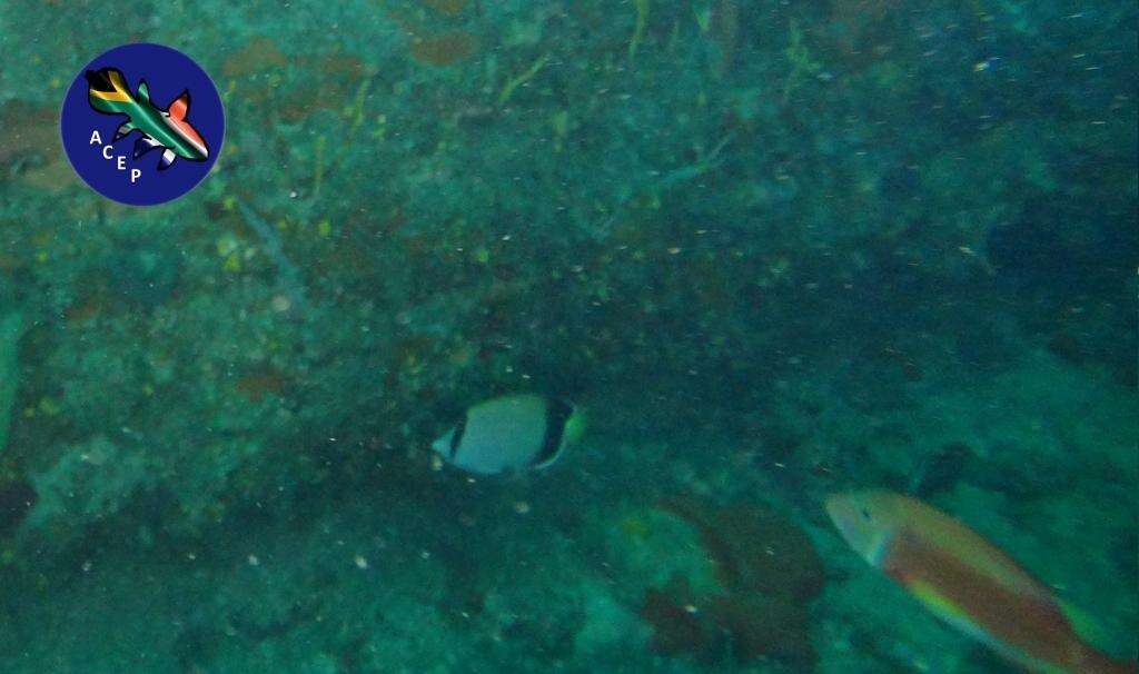 Image of African Butterflyfish