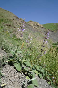 Image of Salvia beckeri Trautv.