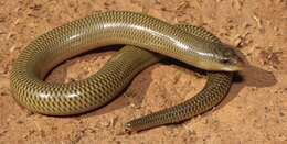 Image of Slendertail Lance Skink