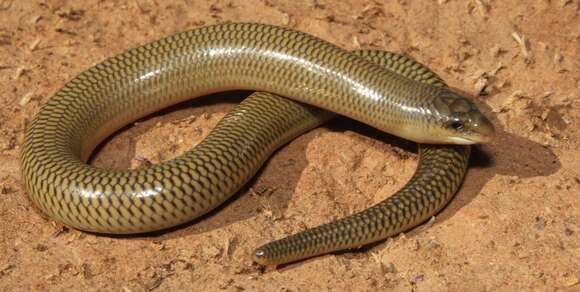 Image of Slendertail Lance Skink