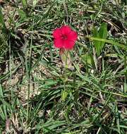 Image of Wilcox's phlox