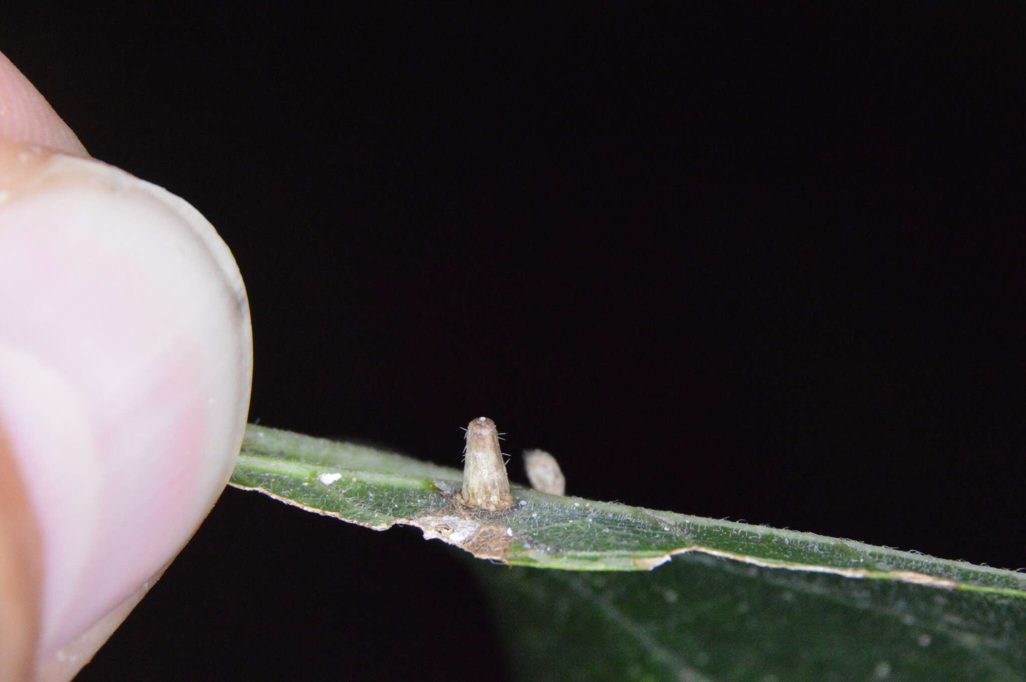 Image of <i>Celticecis aciculata</i>