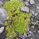 Sivun Lupinus microphyllus Desr. kuva