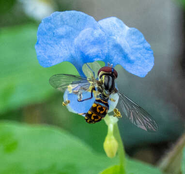 Toxomerus virgulatus (Macquart 1850) resmi