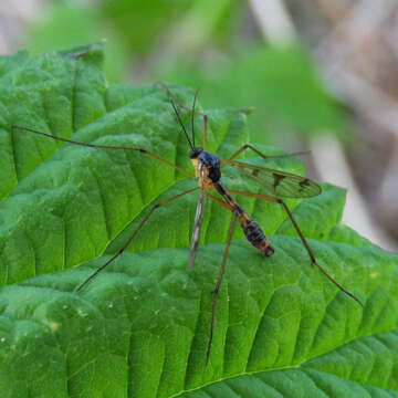 Image of Ptychoptera quadrifasciata Say 1824