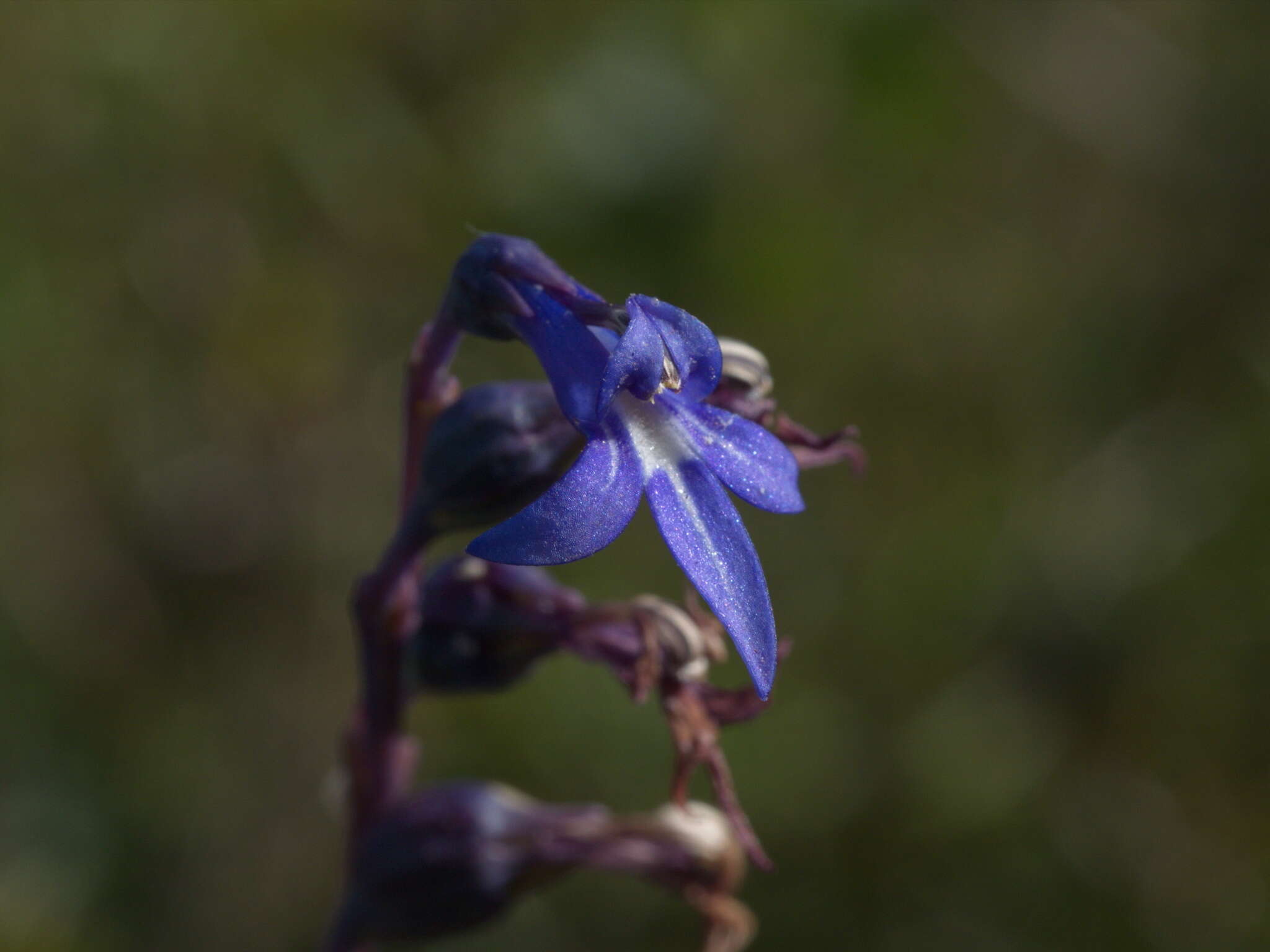 Image of Lobelia gibbosa Labill.