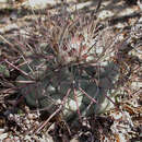 Image of Coryphantha poselgeriana (A. Dietr.) Britton & Rose