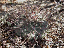 Image of Coryphantha poselgeriana (A. Dietr.) Britton & Rose