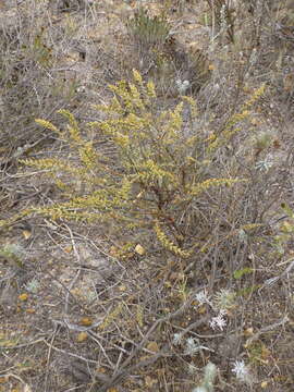 Image of Thesium patulum A. W. Hill