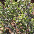Image of Phylica rogersii Pillans