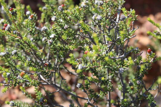 Image of Phylica rogersii Pillans