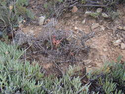 Image of Crassula capitella subsp. thyrsiflora (Thunb.) Tölken