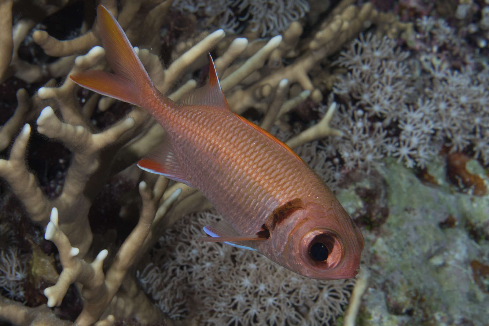 Image of Epaulette soldierfish