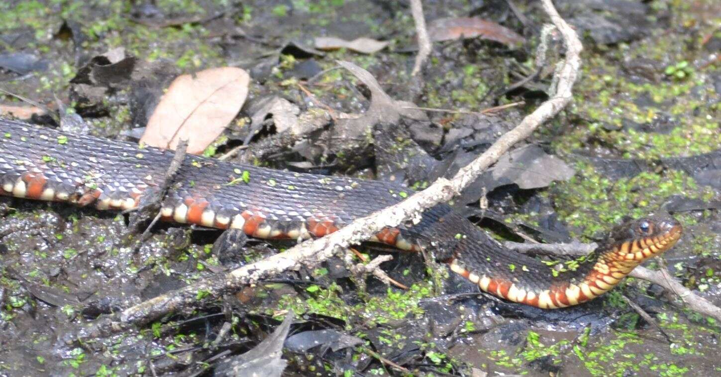 Imagem de Nerodia fasciata fasciata (Linnaeus 1766)