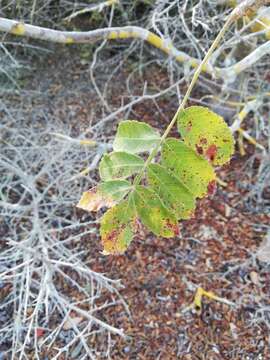 Image de Bursera excelsa (Kunth) Engl.