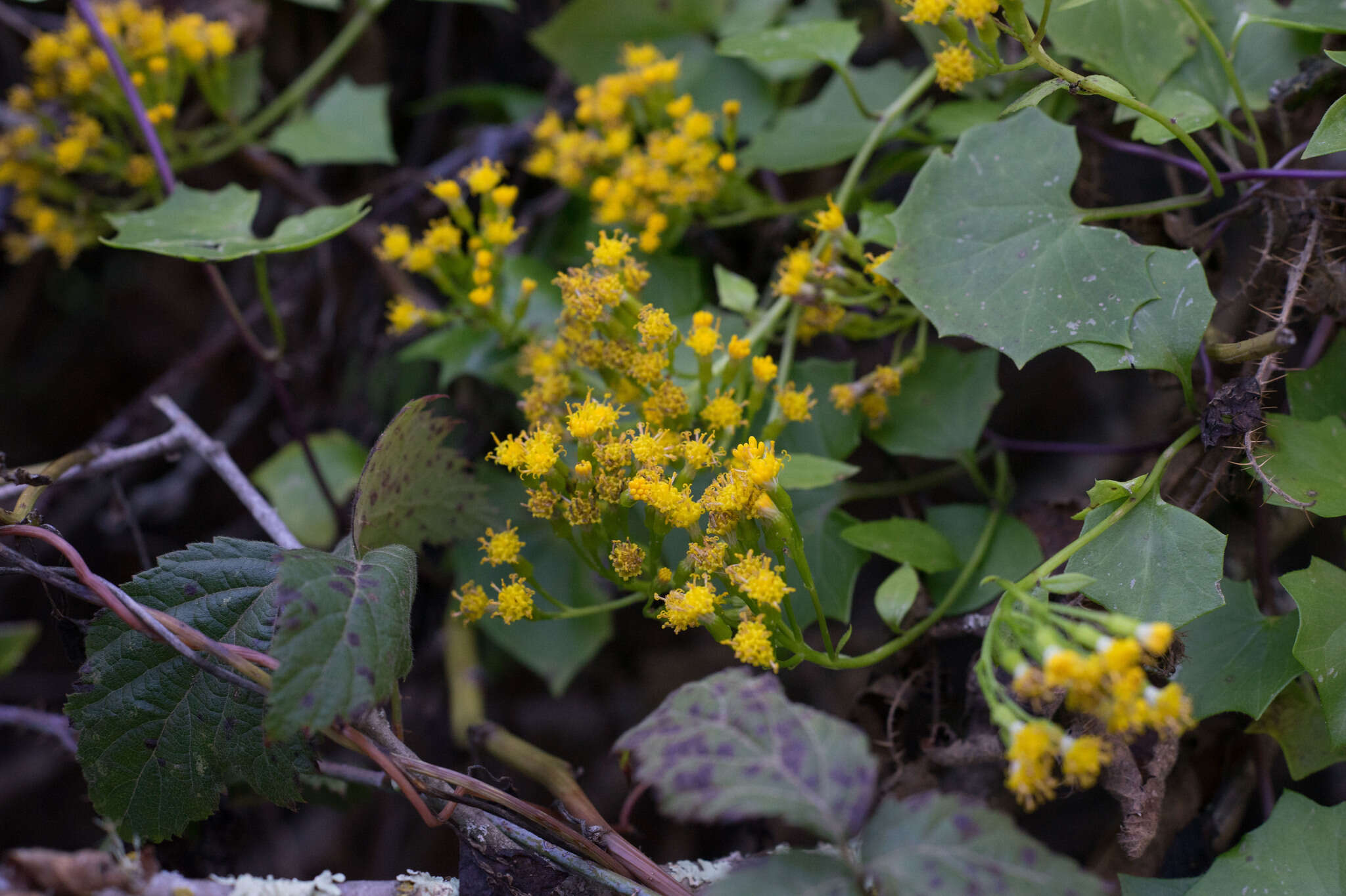 Image of Cape-ivy